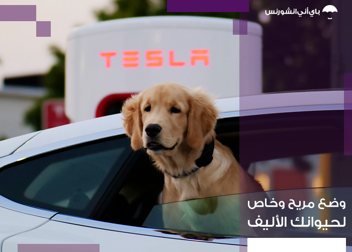 وضع الحيوان الأليف