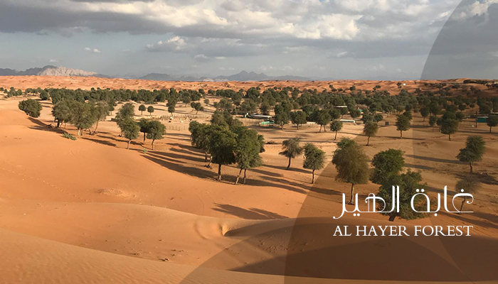 غابة الهير
