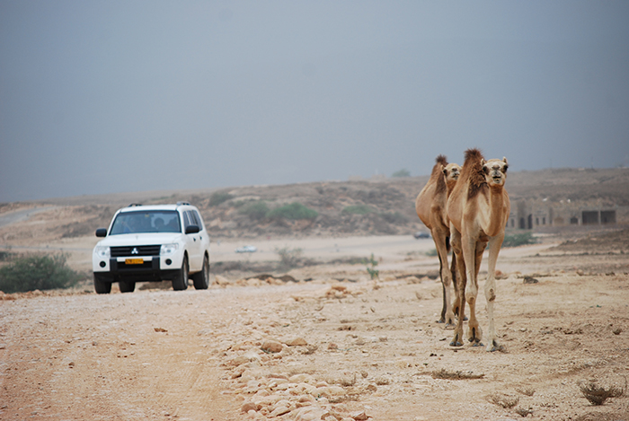 دليل المسافر من دبي إلى صلالة عمان